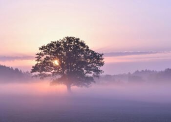 Sunrise Prayer for Trust